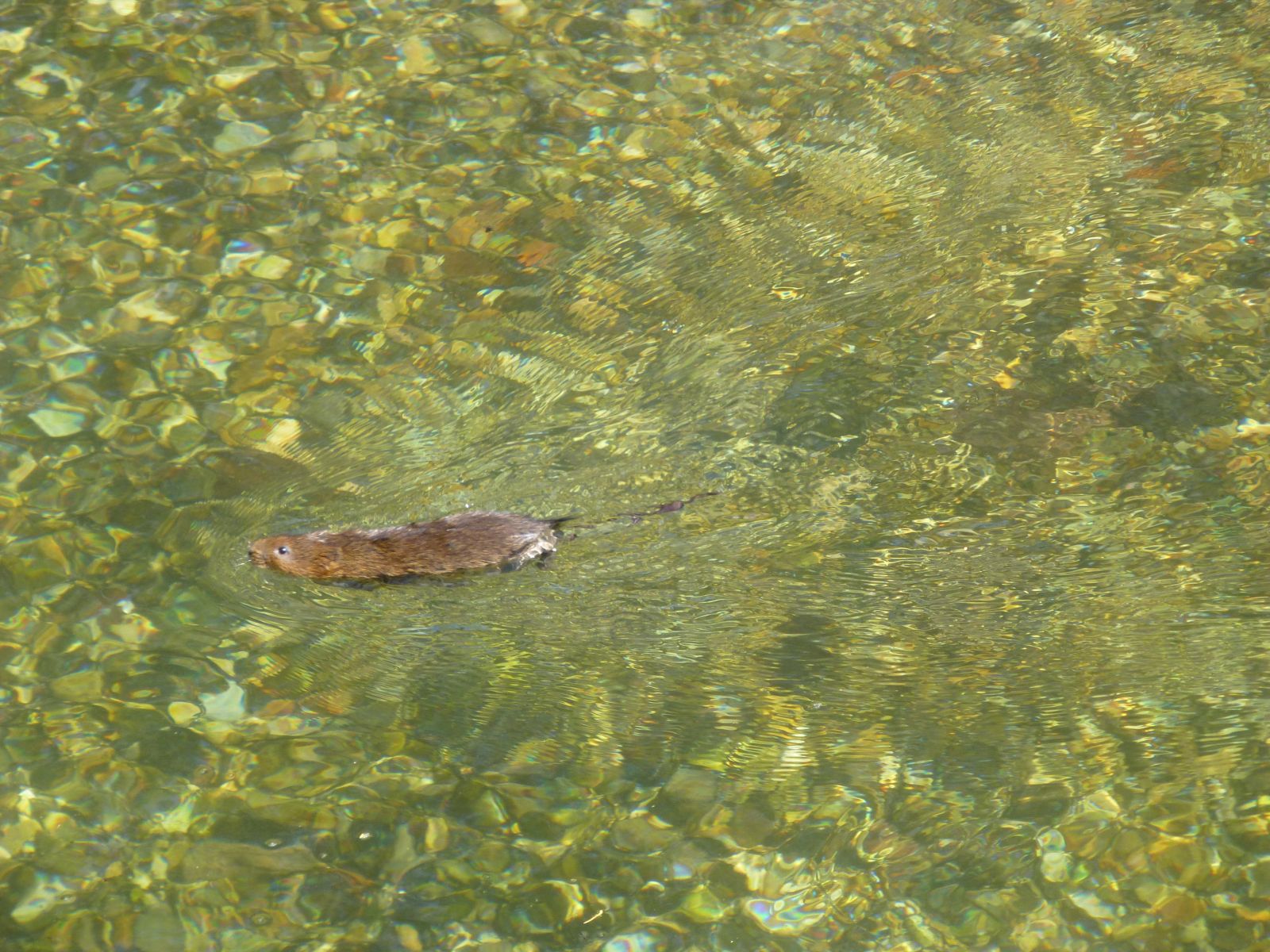 Water Vole at Stonebridge Meadow, Marlborough