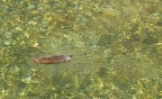 Water Vole Training